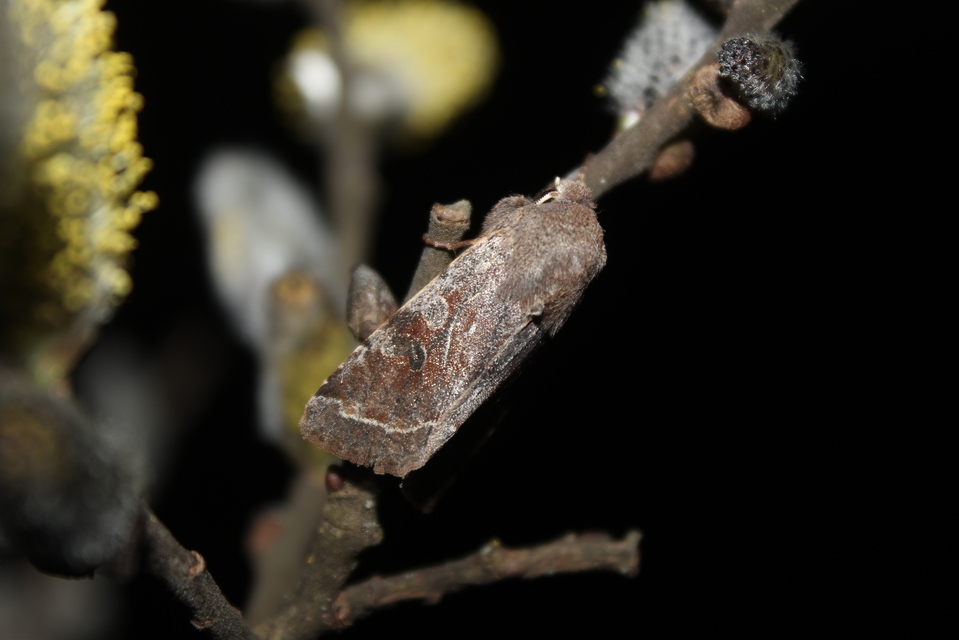 Orthosia incerta - változékony barkabagoly