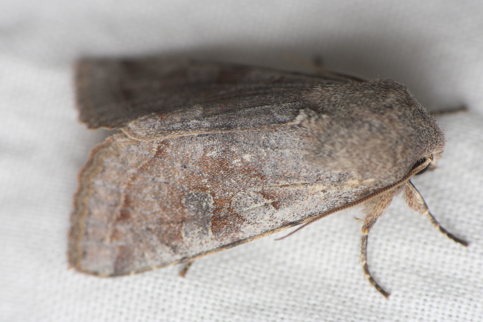 Orthosia incerta - változékony barkabagoly