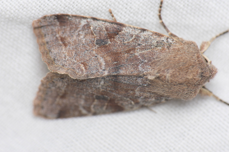 Orthosia incerta - változékony barkabagoly