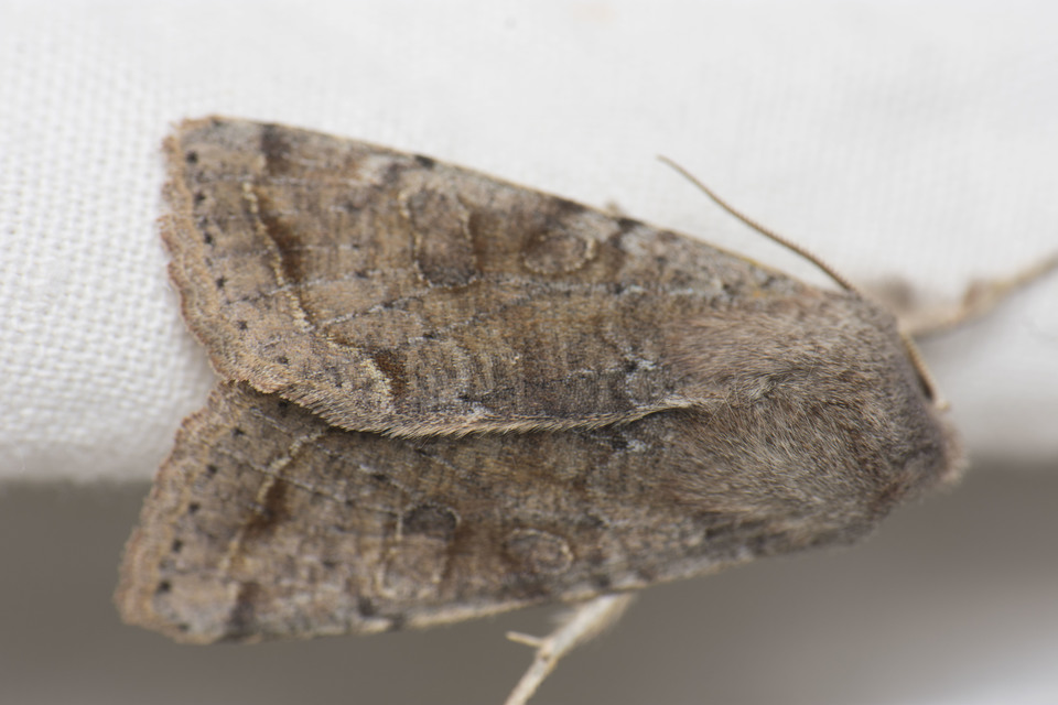 Orthosia incerta - változékony barkabagoly