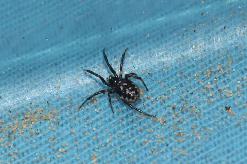 Steatoda albomaculata - koszorús törpepók