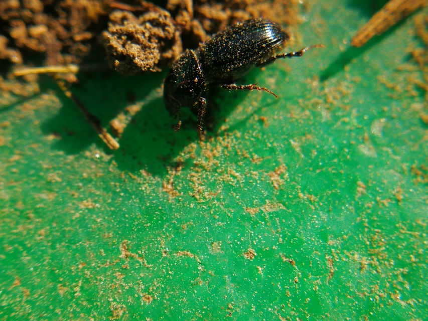 Pleurophorus caesus - hengeres trágyabogár