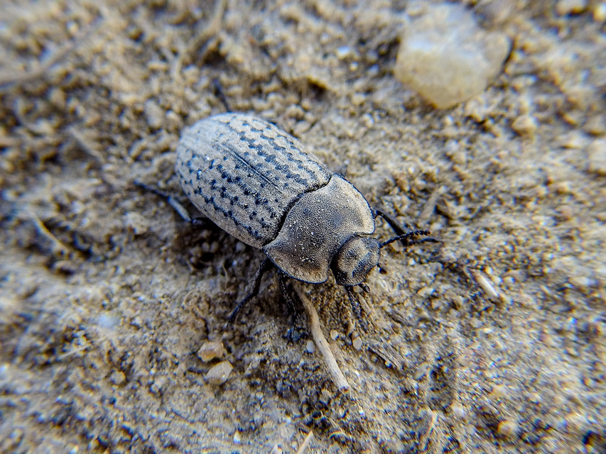 Opatrum sabulosum - sároshátú gyászbogár