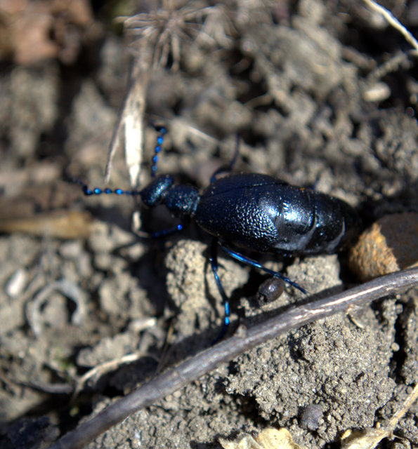 Meloe proscarabaeus - közönséges nünüke