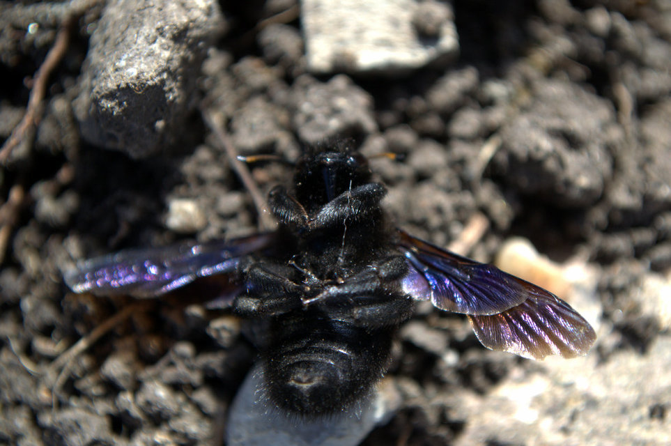 Xylocopa violacea - kék fadongó