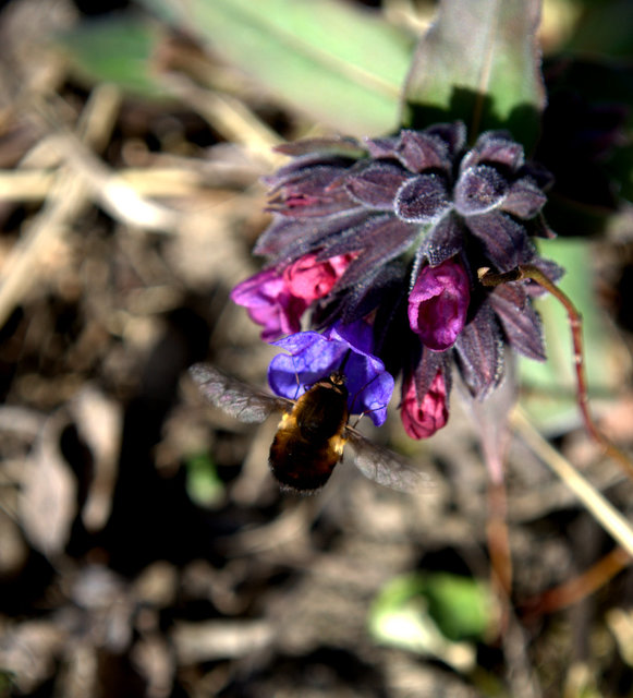 Bombylius discolor - feketefarú pöszörlégy