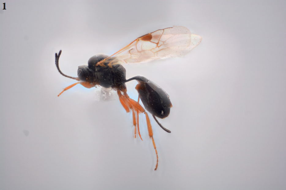 Allophroides altivolus