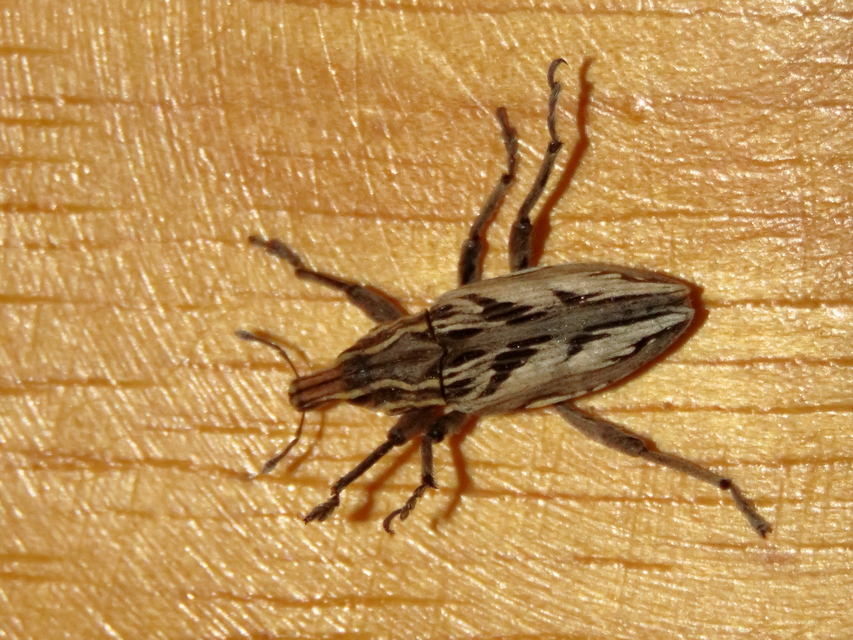Coniocleonus nigrosuturatus - nyíljegyes barkó