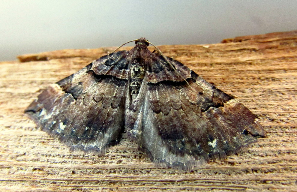 Earophila badiata - csipkerózsa-araszoló