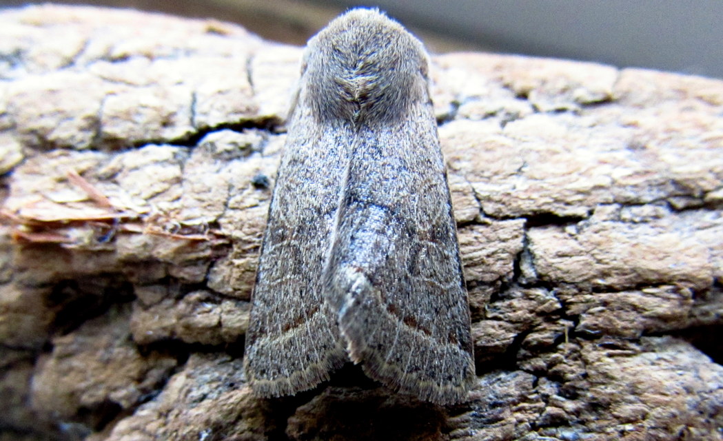 Orthosia cerasi - közepes barkabagoly