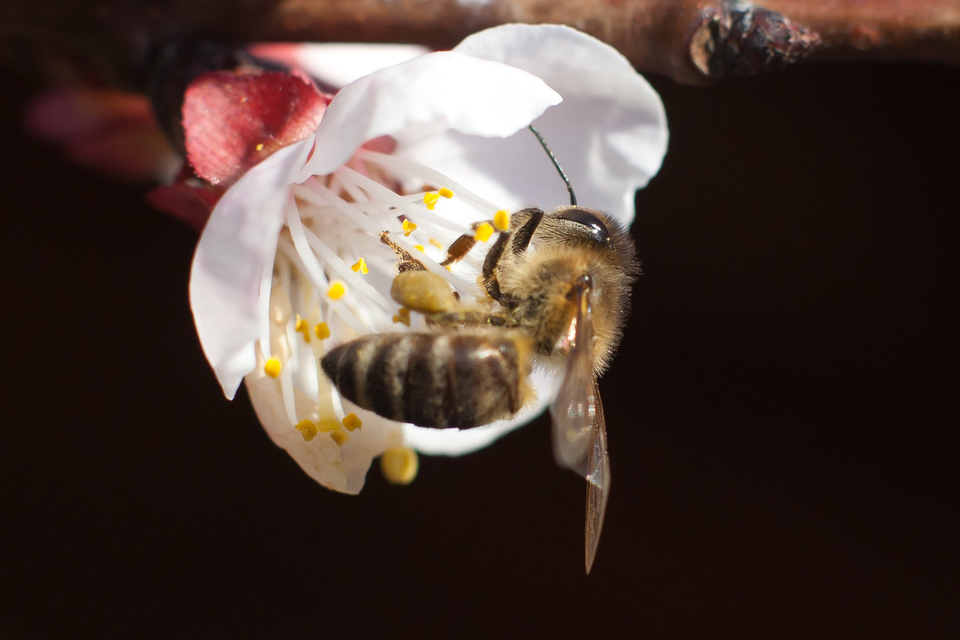 Apis mellifera - háziméh