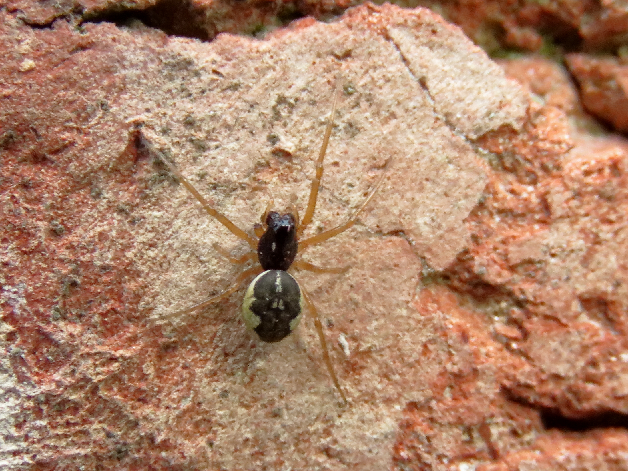 Pachygnatha listeri
