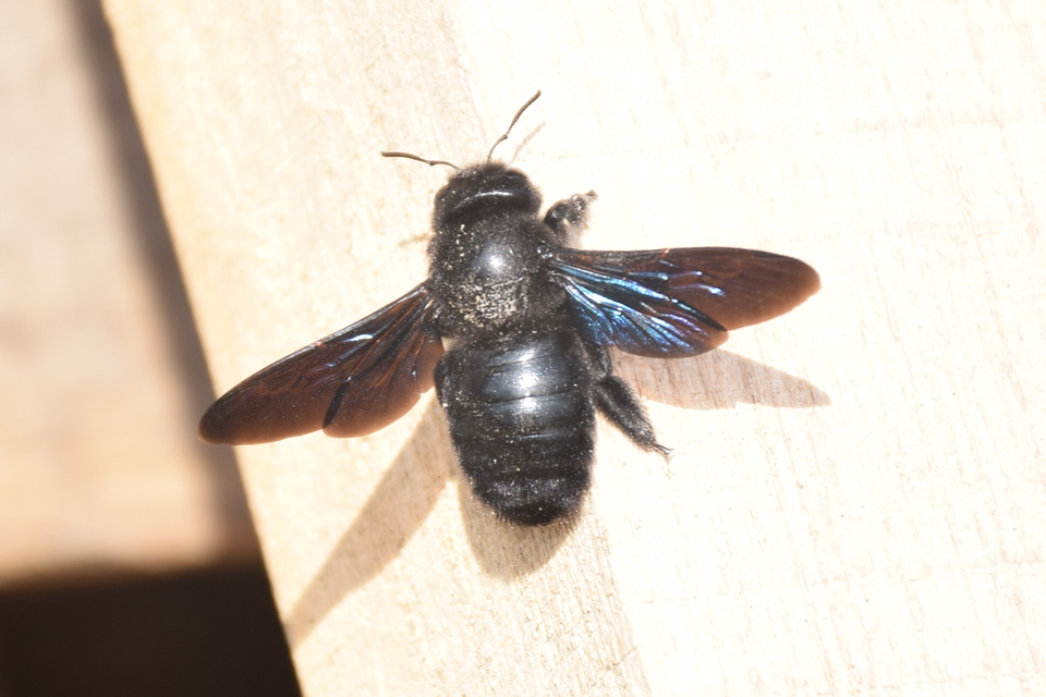 Xylocopa valga - gyakori fadongó