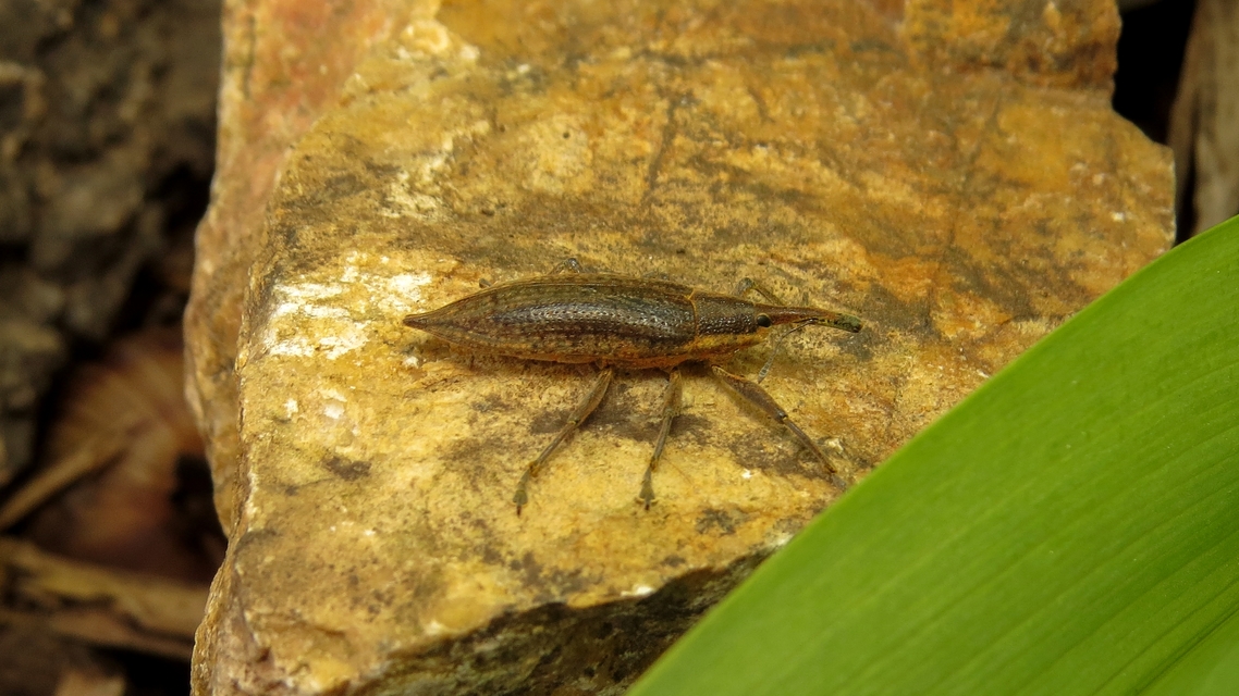 Lixus iridis - bürökfúró dudvabarkó