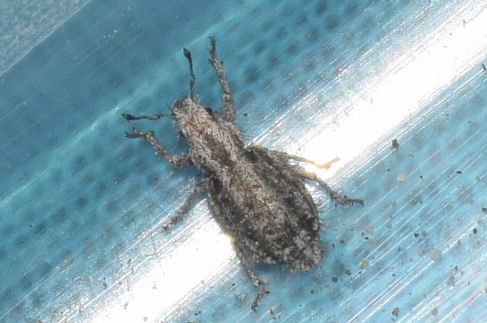 Cycloderes pilosulus - pikkelyeslábú ormányos