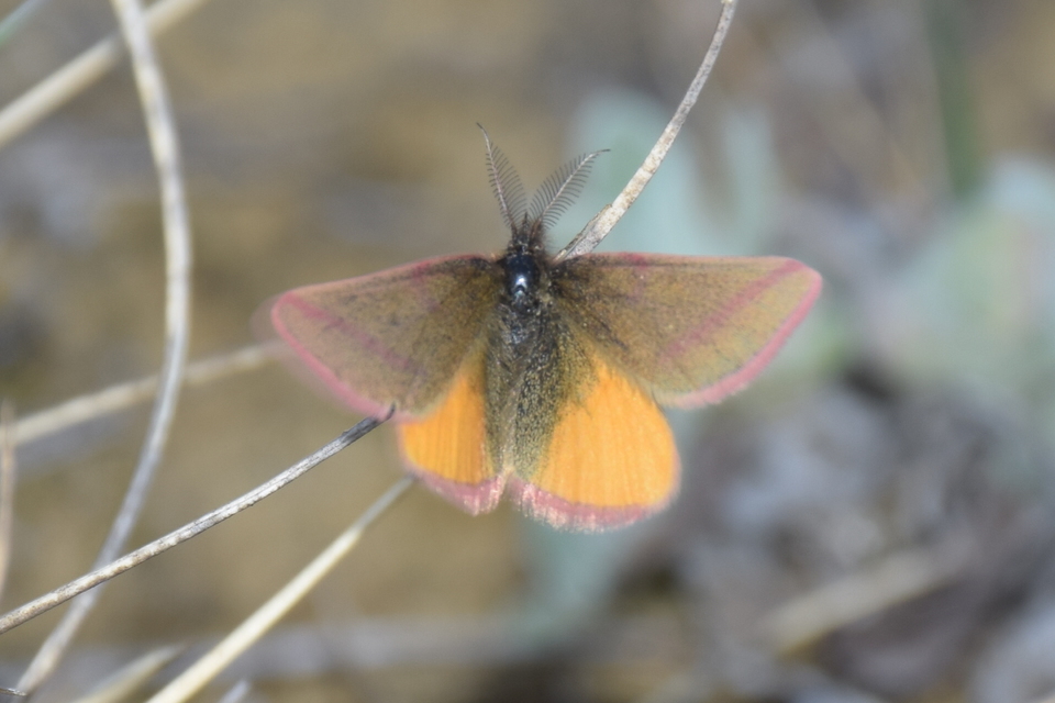 Lythria purpuraria - bíborsávos araszoló
