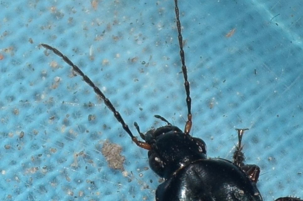 Poecilus cupreus - rezes gyászfutó