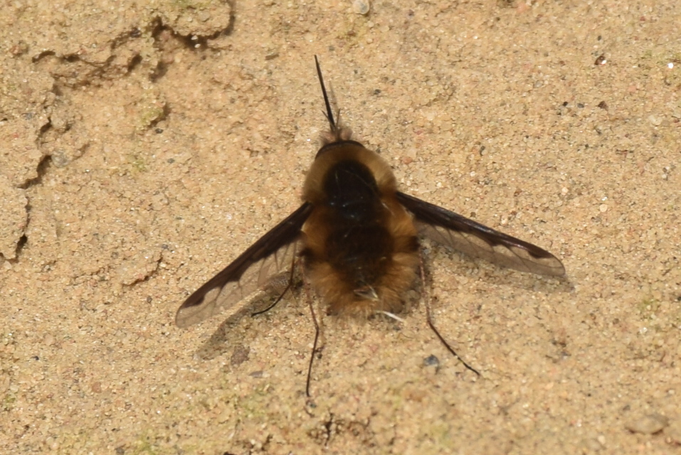 Bombylius major - szegélyes pöszörlégy