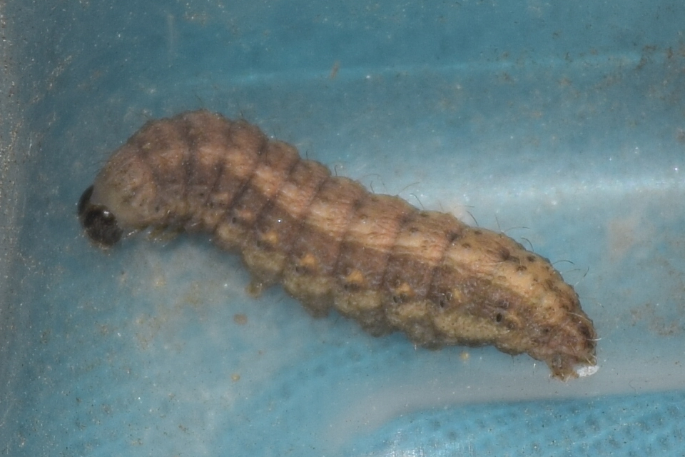 Hoplodrina