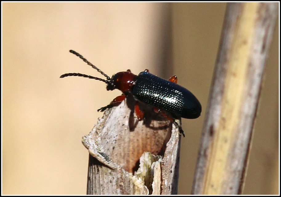 Oulema melanopus/duftschmidi