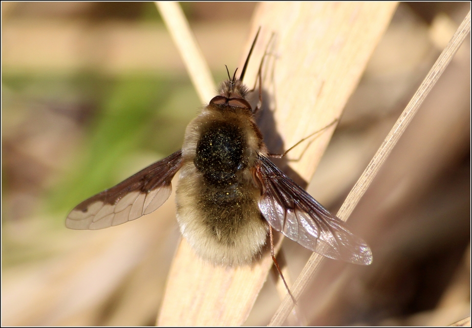 Bombylius major - szegélyes pöszörlégy