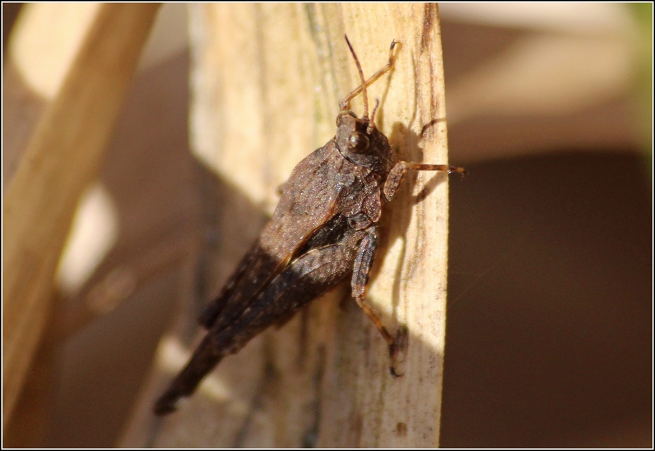 Tetrix subulata - közönséges tövishátúsáska