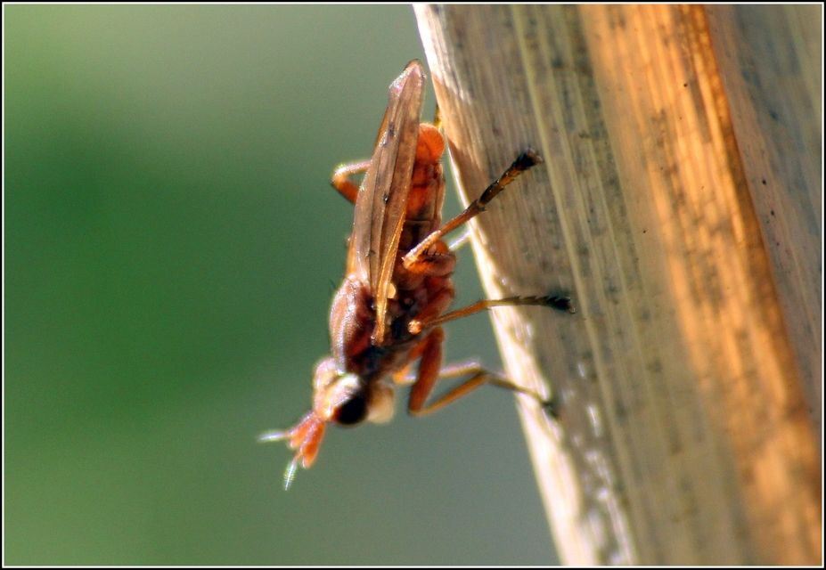 Sciomyzidae - szarvaslégyfélék