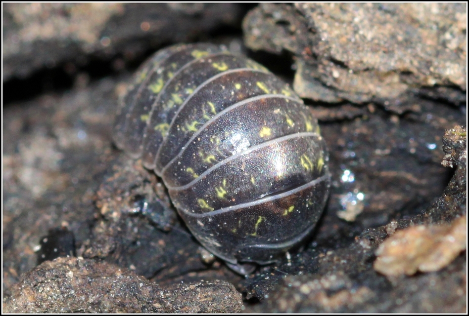 Armadillidium