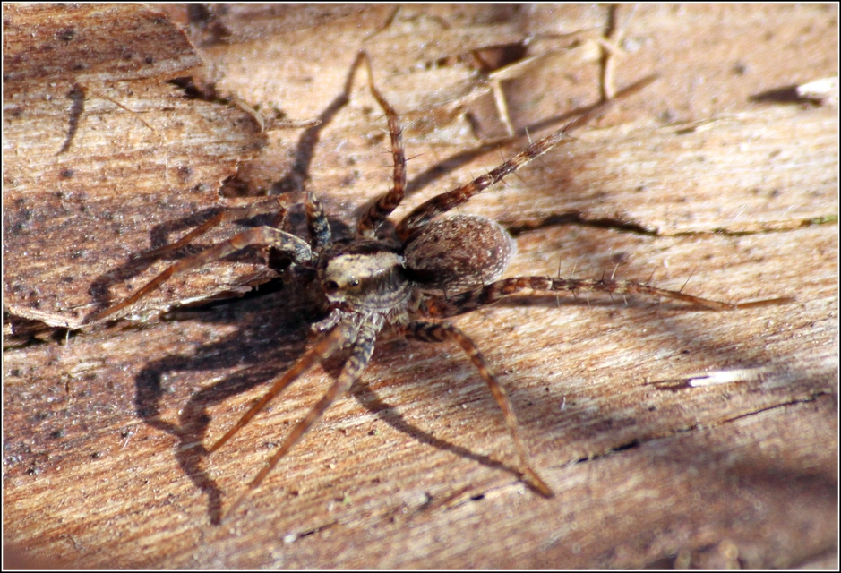 Pardosa alacris/lugubris