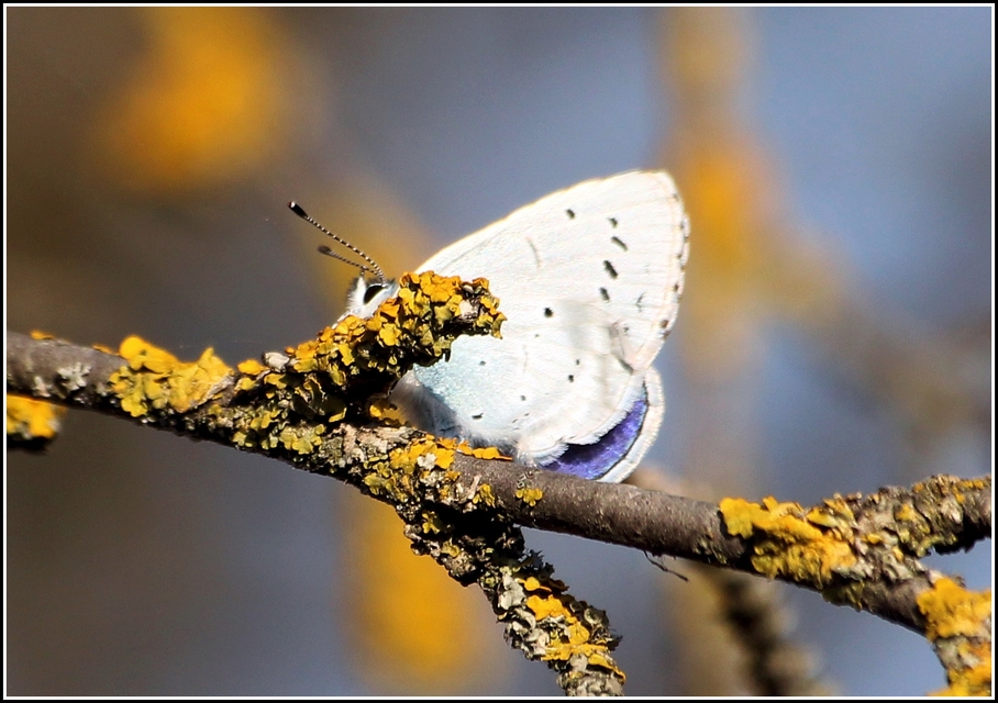 Celastrina argiolus - bengeboglárka