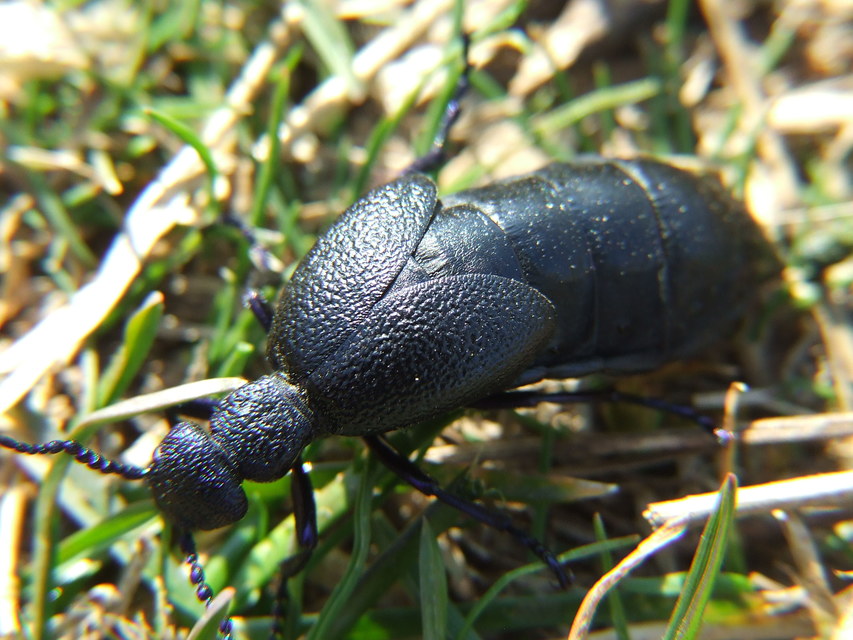 Meloe proscarabaeus - közönséges nünüke
