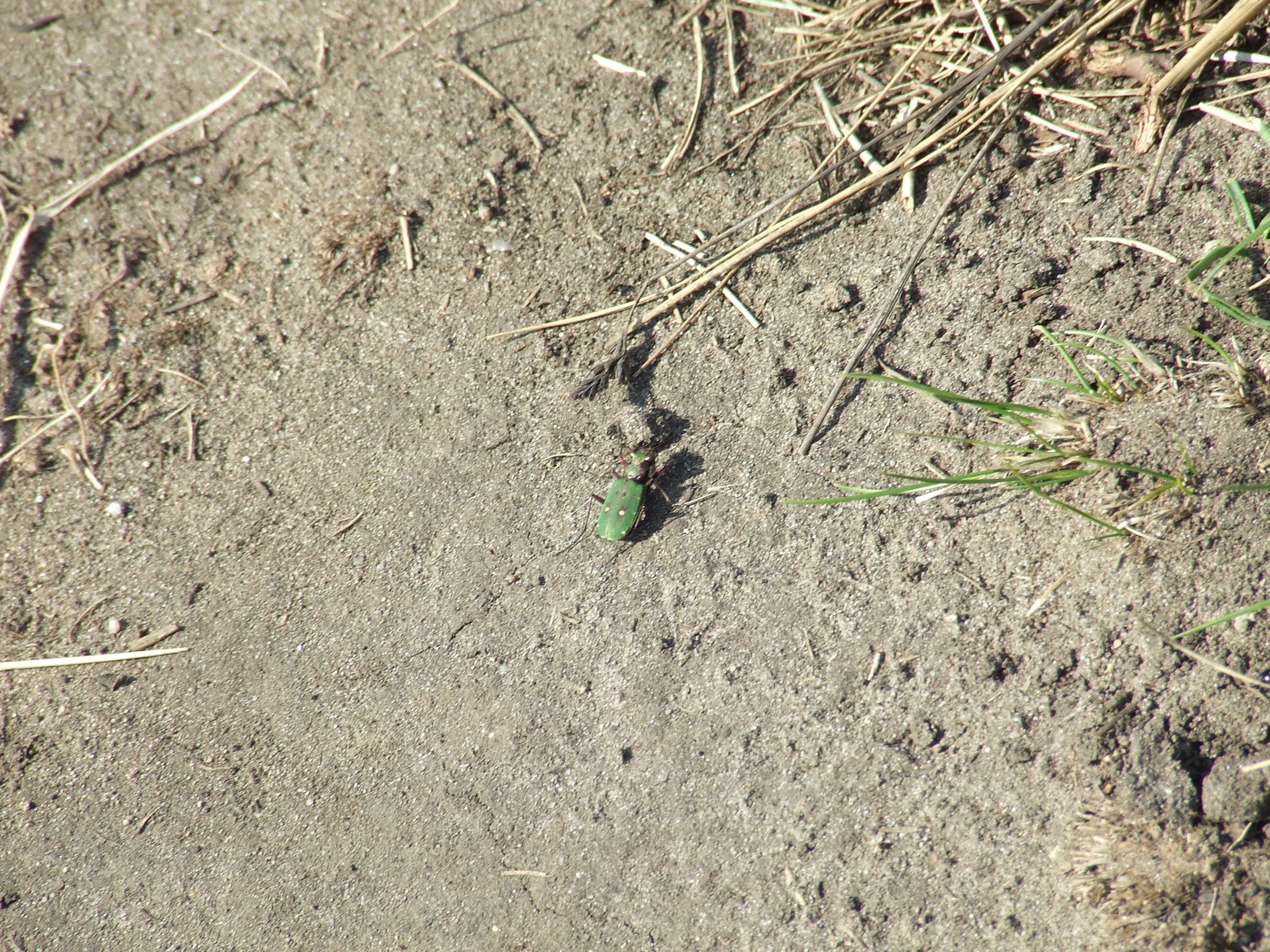 Cicindela campestris - mezei homokfutrinka