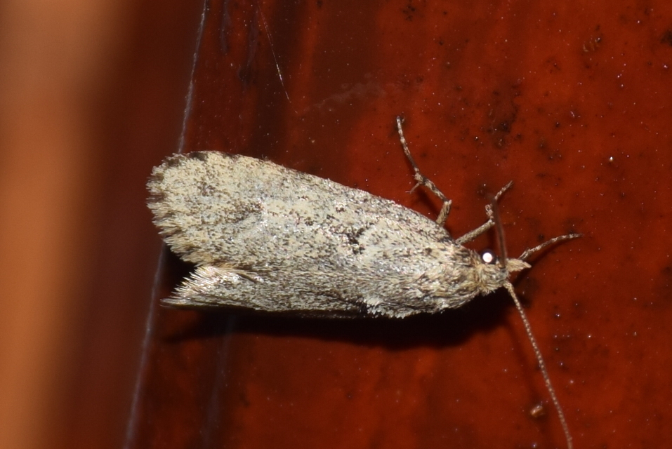 Diurnea fagella - szürke tavaszimoly