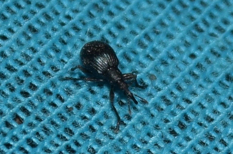 Eutrichapion punctiger - bükkönyrontó cickányormányos Eutrichapion punctiger - bükkönyrontó cickányormányos