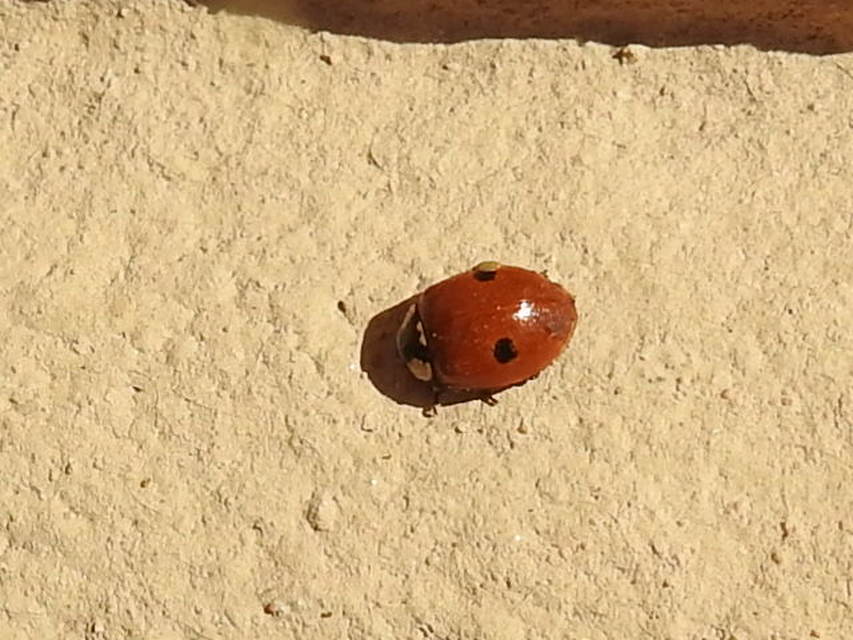 Adalia bipunctata - kétpettyes katica