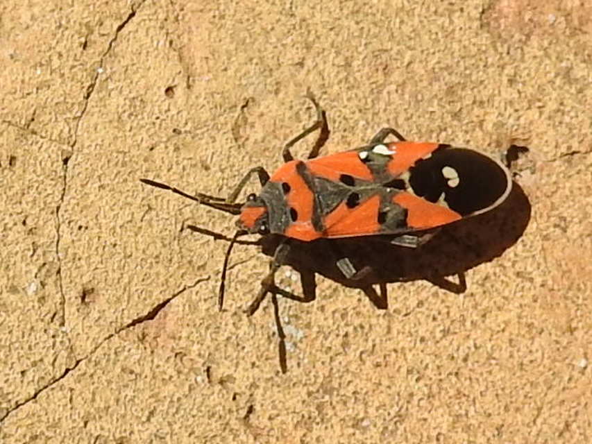 Lygaeus equestris/simulans