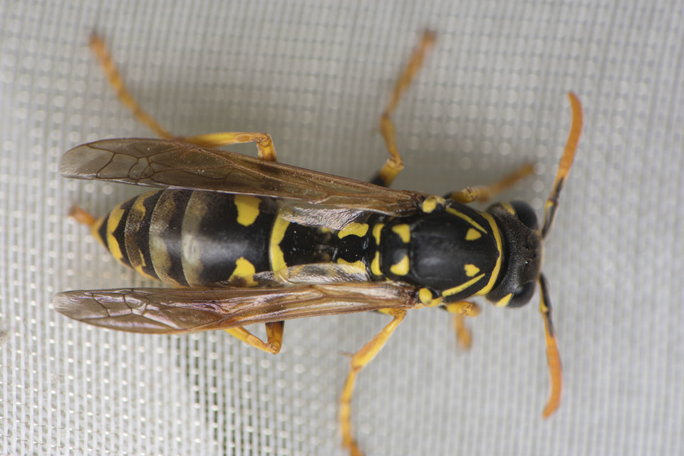 Polistes dominulus - déli papírdarázs