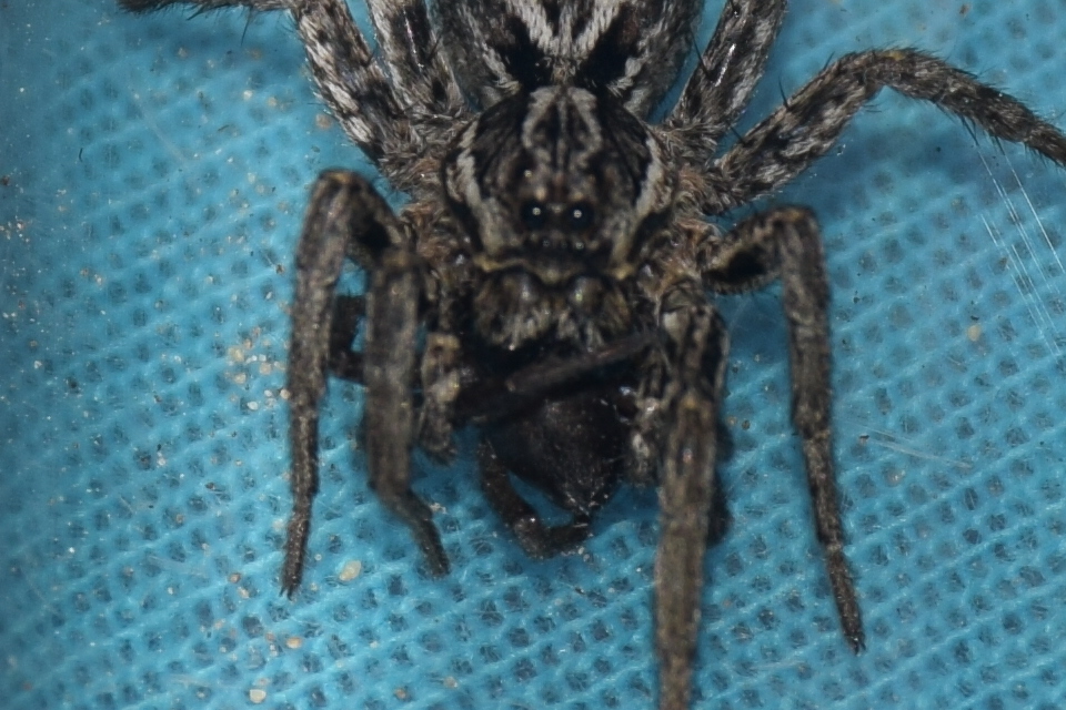 Alopecosa schmidti