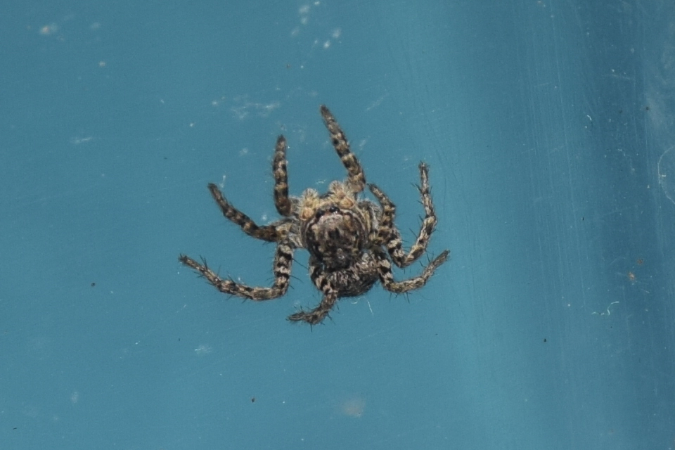 Aelurillus v-insignitus - v-jelű macskapók