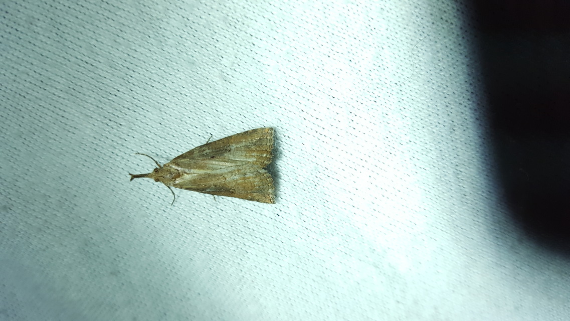 Hypena rostralis - közönséges karcsúbagoly