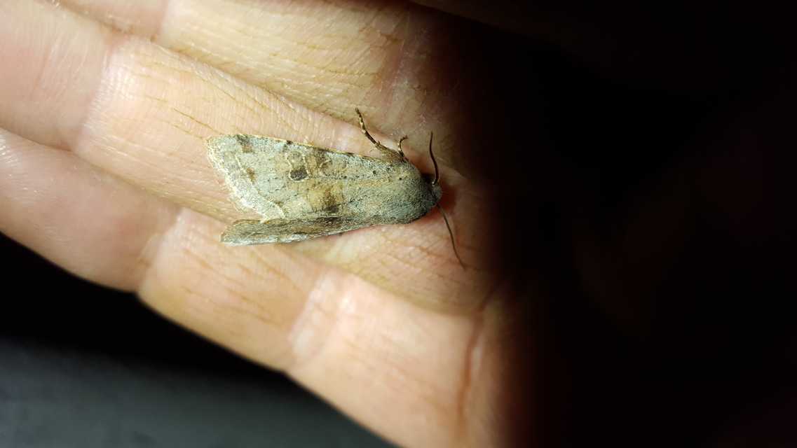 Orthosia incerta - változékony barkabagoly