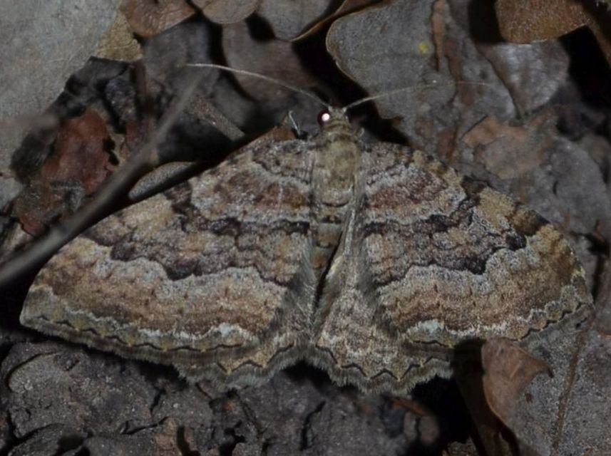 Hydria cervinalis - őzbarna araszoló