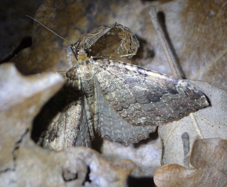 Triphosa dubitata - kutyabenge-araszoló