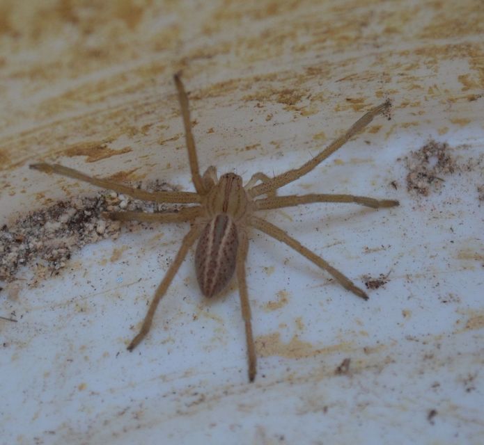 Micrommata virescens - hunyópók