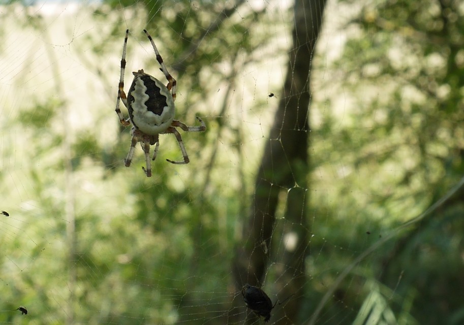 Araneus marmoreus - márványos keresztespók