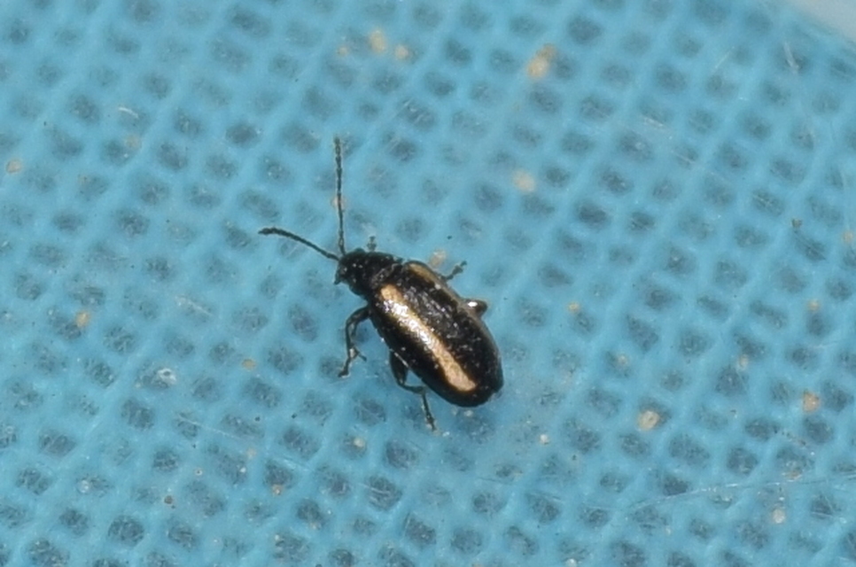 Phyllotreta vittula - muharbolha
