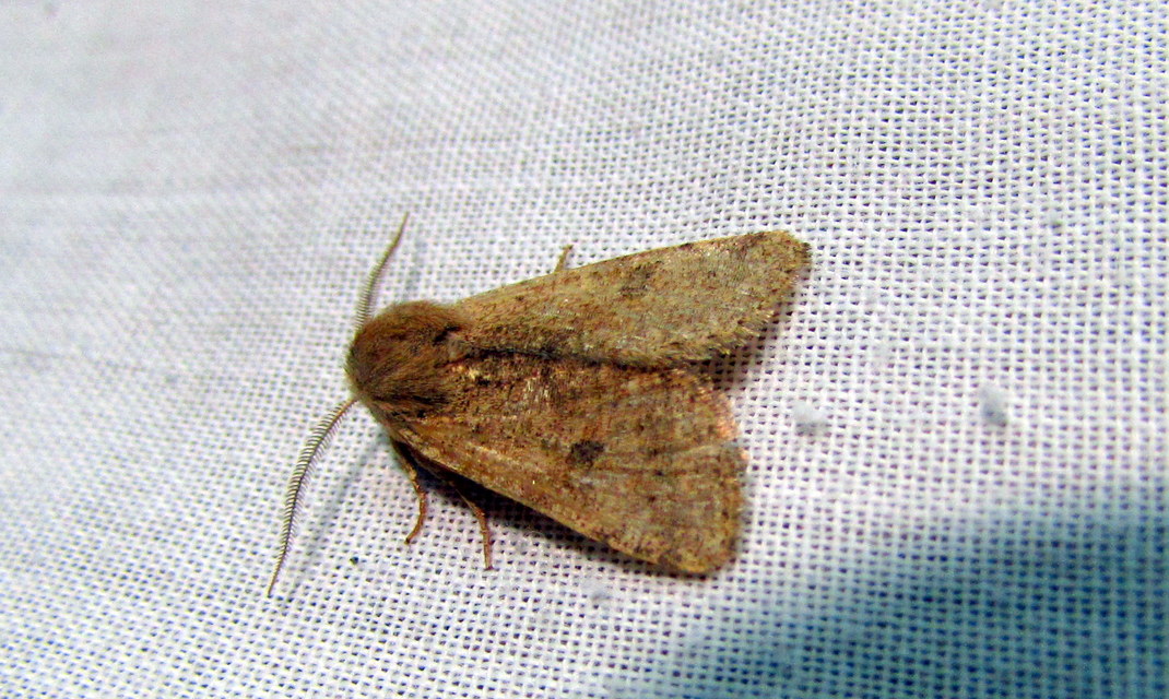 Orthosia cruda - kis barkabagoly