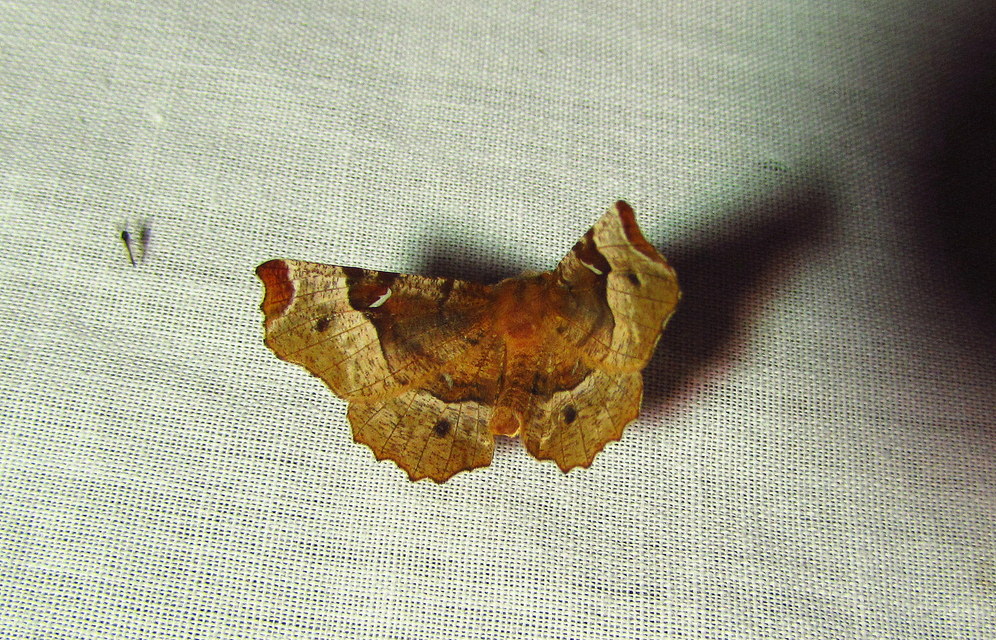 Selenia tetralunaria - négyfoltos holdasaraszoló