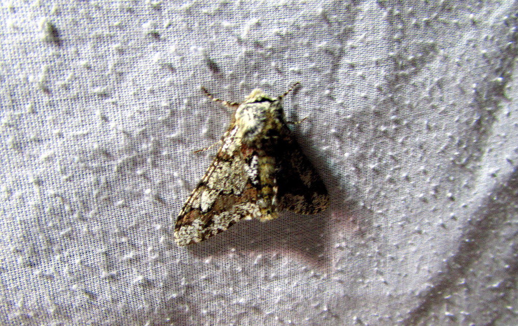 Biston strataria - barnapettyes araszoló