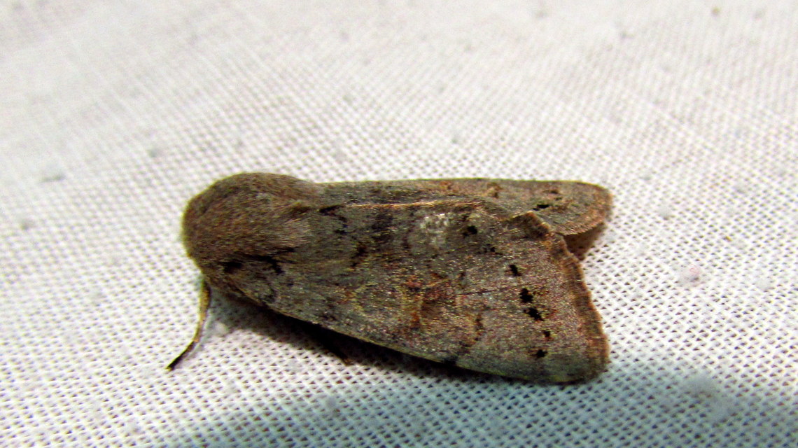 Orthosia populeti - nyárfa-barkabagoly